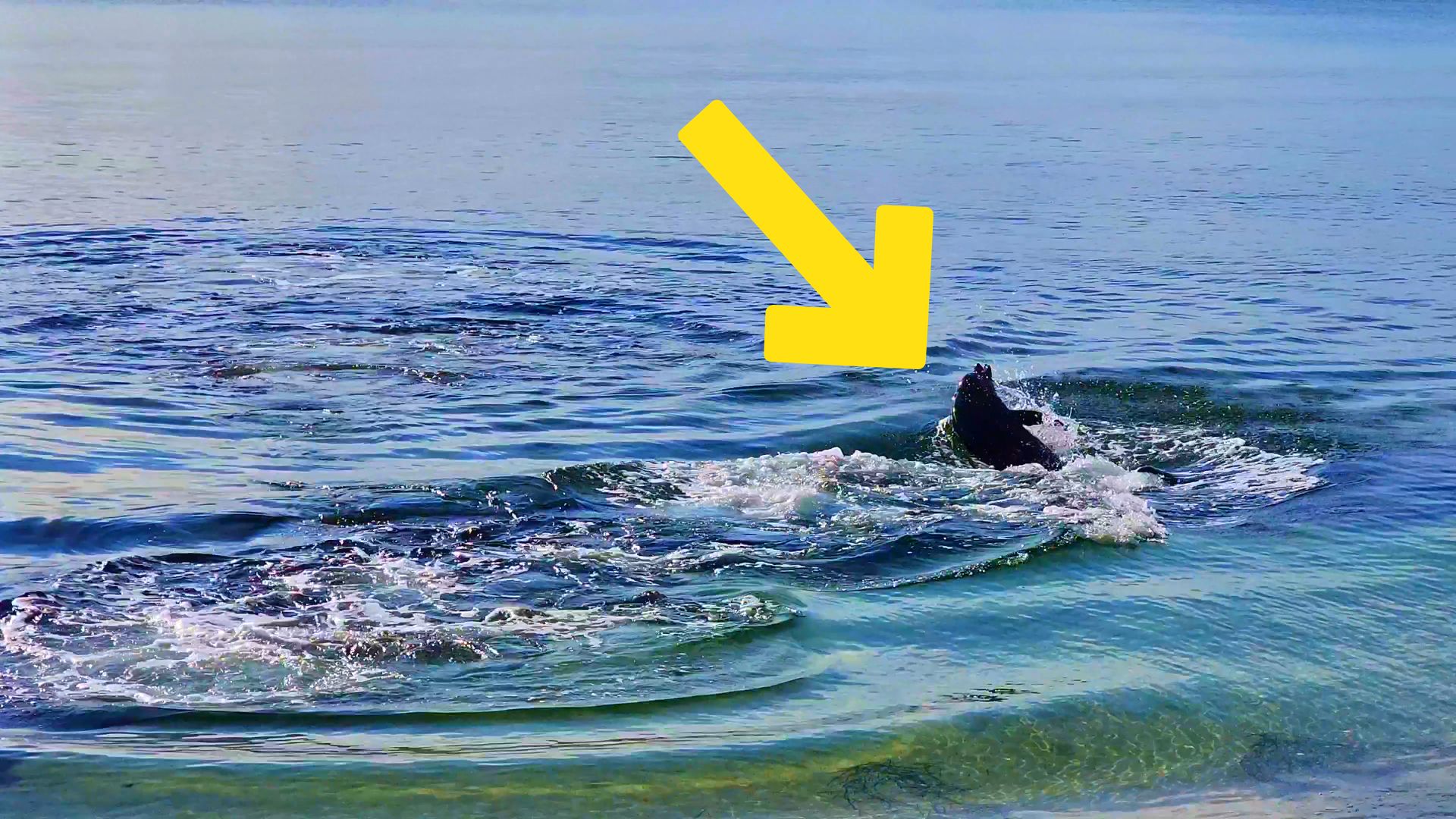 ОПАСНО! Дельфины в Крыму охотятся прямо в метре у берега! смотреть онлайн