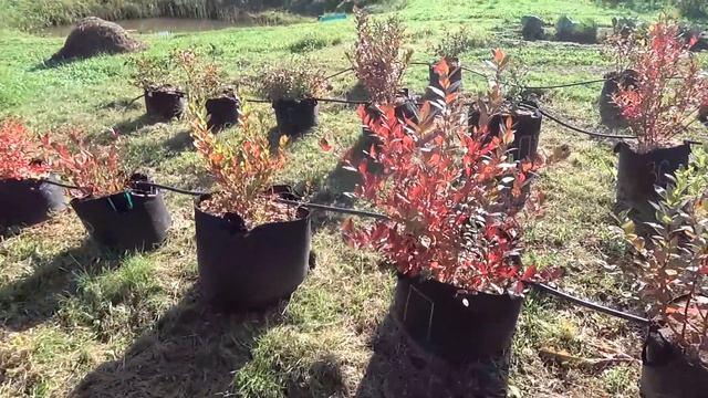 Во что сажать голубику. Секретный субстрат смотреть онлайн