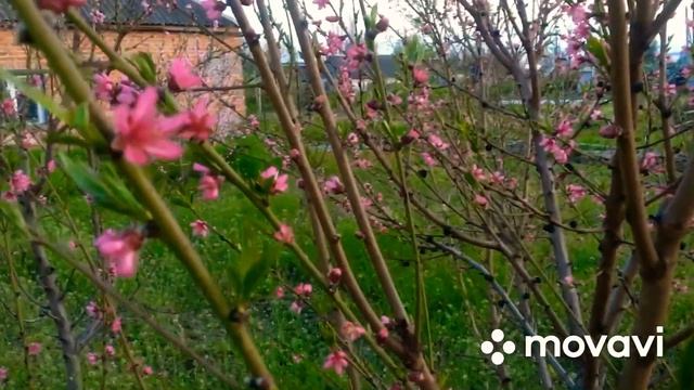 Персики. Обрезка персиковых деревьев смотреть онлайн