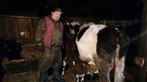 Как приучить корову к чужому теленку.