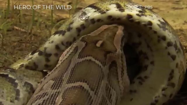 TOP PYTHON VS CROCODILE, CAIMAN MOMENTS || Python Dies After Gulping Caiman смотреть онлайн
