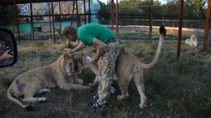 Забрать львят не удалось ,будем ждать  утра ! Тайган .Крым