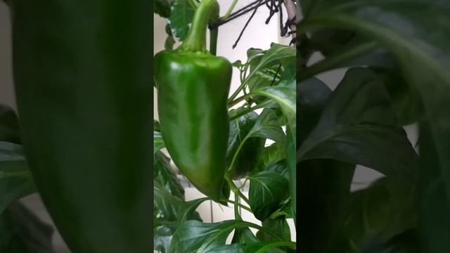 зеленый перчик на балконе смотреть онлайн