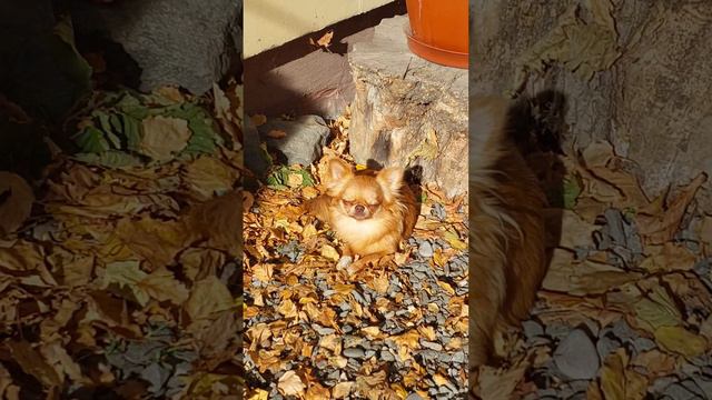Золото золотое Тарантино питомник чихуахуа и той-пудель Кастропуло Крым 💕 смотреть онлайн