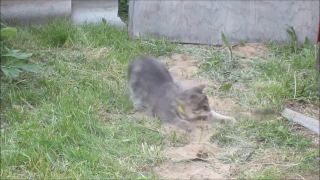 Кот Тимоша играет с мышкой на даче/Cat is playing with the mouse at the cottage смотреть онлайн