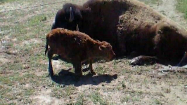 Baby Buffalo's first steps. смотреть онлайн