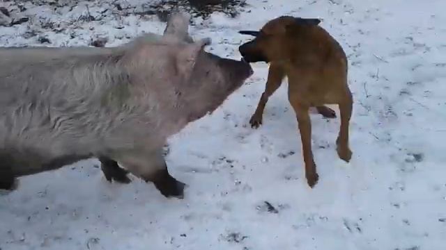 СОБАКА И СВИНЬЯ (ПРИКОЛ) смотреть онлайн