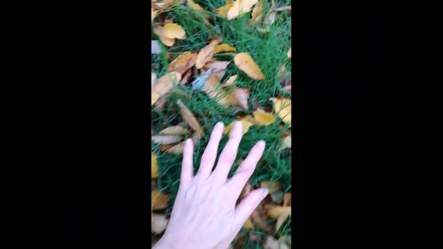 Сказки осеннего леса. Болгария Варна Путешествия смотреть онлайн