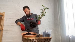 Не бойтесь! Обрезка кроны и корней фикуса