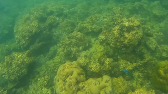 Огромная ракушка - Huge shelfish смотреть онлайн