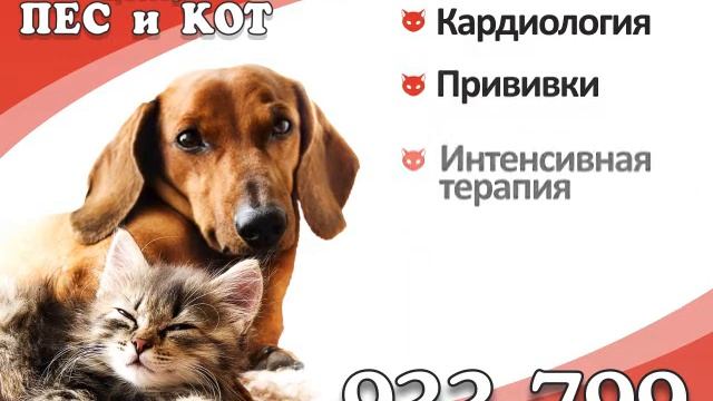Пес и Кот - ветеринарная клиника (GIGA TV) смотреть онлайн