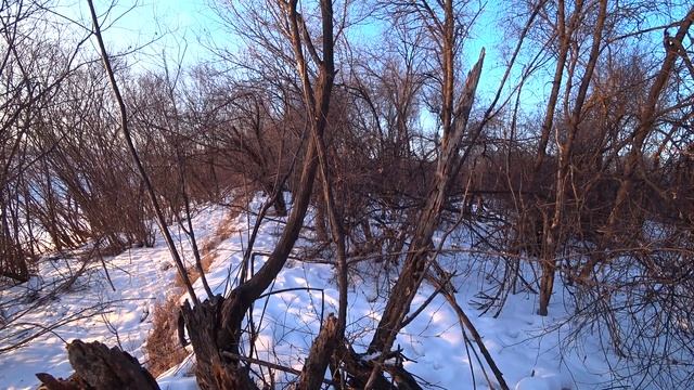 Охота на фазана загоном в декабре. Видео из архива