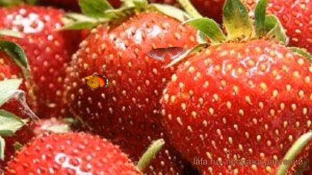 Земляника садовая Богота (fragaria ananassa) ? Богота обзор: как сажать, рассада земляники Богота смотреть онлайн