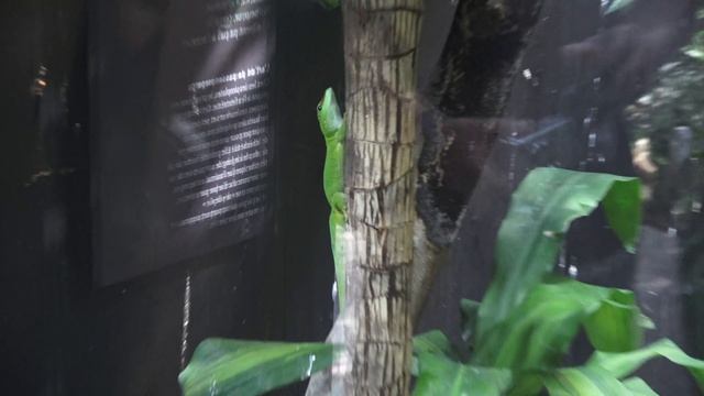 Zoo de Vincennes - Gecko diurne de Madagascar смотреть онлайн