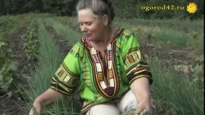 Вместо батуна: лук  параде