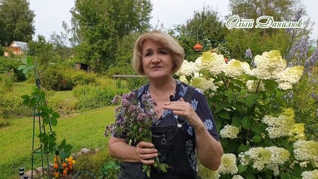 Душица - универсал с большой буквы смотреть онлайн