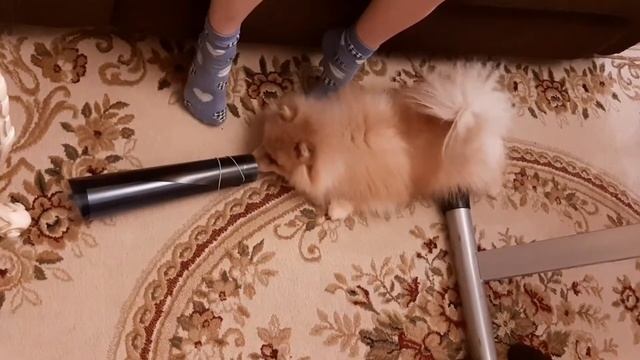 |?ПРИКОЛЫ ПРО ШПИЦЕВ?||?ПОМЕРАНСКИЙ ШПИЦ?|