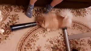 |?ПРИКОЛЫ ПРО ШПИЦЕВ?||?ПОМЕРАНСКИЙ ШПИЦ?|