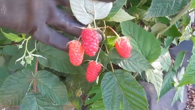 Конек - Горбунок - супер ранний ремонтантный сорт малины смотреть онлайн