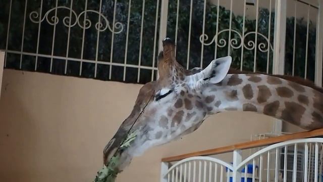 Длинношеее животное жираф смотреть онлайн
