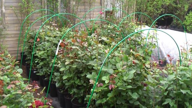 Розы в садовом центре 