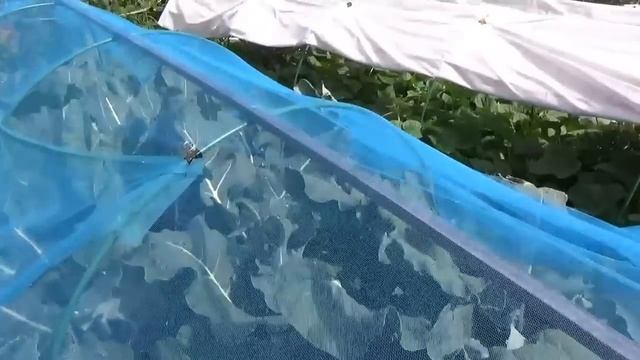 Сбор урожая капусты брокколи в 2016 г. смотреть онлайн