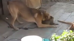 моя любимая собака загрызла кошку🐕❤