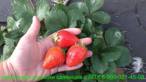 "ИРМА"  клубника ремонтантная.