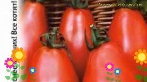 Томат Груша красная. Краткий обзор, описание характеристик, где купить семена solánum lycopérsicum