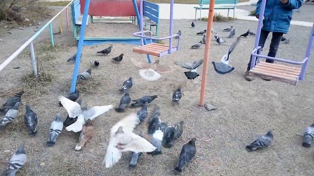 Нападение голубей.\Голуби едят не только семечки.\Голуби едят камушки.Обанули голубей. смотреть онлайн