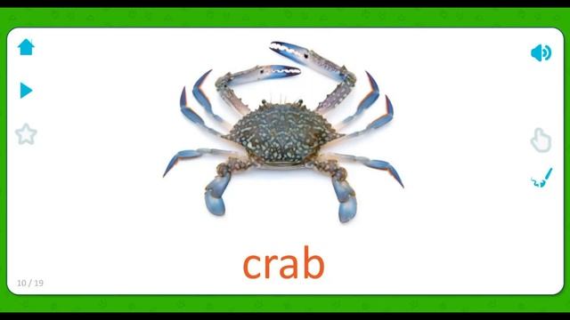 Английский язык для детей - Морские животные для детей - Морские растения для детей - Карточки смотреть онлайн