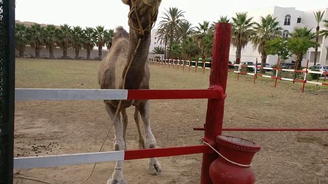 Танцующий верблюд. Dancing camel смотреть онлайн