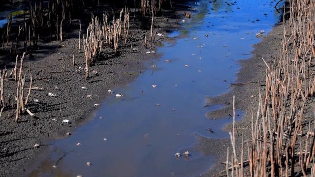 Mikoko Pamoja Blue Forests - People & Mangroves Together смотреть онлайн