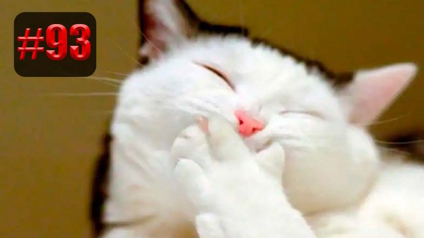 ?? | UNUSUAL MEMES приколы лучшие до слез ?? 2022 Funny cute cats compilation #93