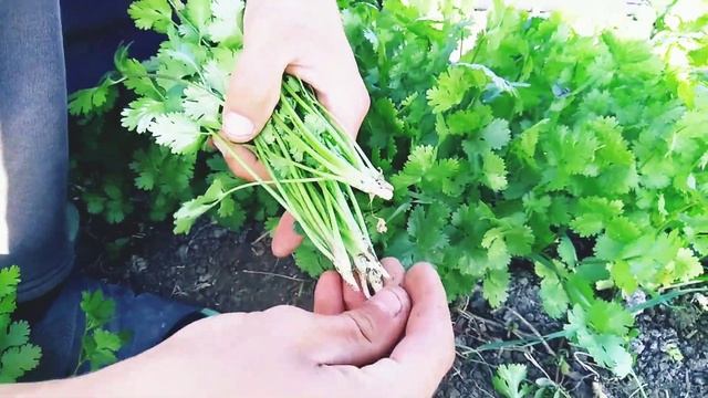 Выращивание кинзы. Зелень как бызнес