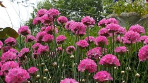 Армерия   Выращивание и Уход