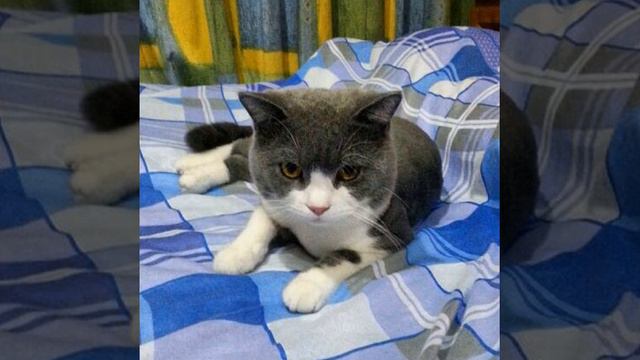 С добрым утром от Маруськи😻 #кот #кошка #коты #утро #энергодар #животные #cat #cats #animal #anim смотреть онлайн
