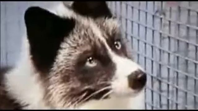 Талантливые животные. Умные собаки - эксперимент на лисах смотреть онлайн