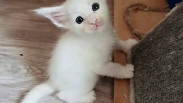 Женщина купила котенка, но он вырос почти до размера волка и рычит по ночам. смотреть онлайн