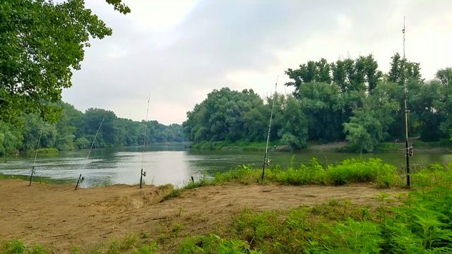 р. Турунчук. Эксперимент - горох ИЛИ кукуруза, красивые поклевки смотреть онлайн