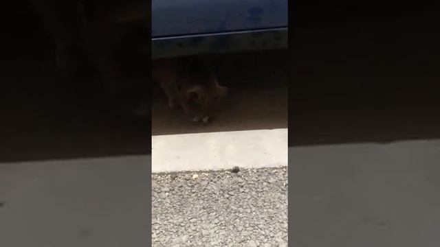 Кошка ест сырое мясо шок? смотреть онлайн