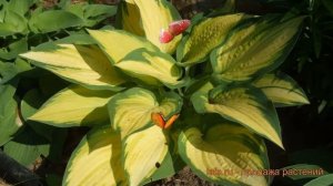 Хоста гибридная Ориндж Мармелад (hosta) ? обзор: как сажать, луковицы хосты Ориндж Мармелад