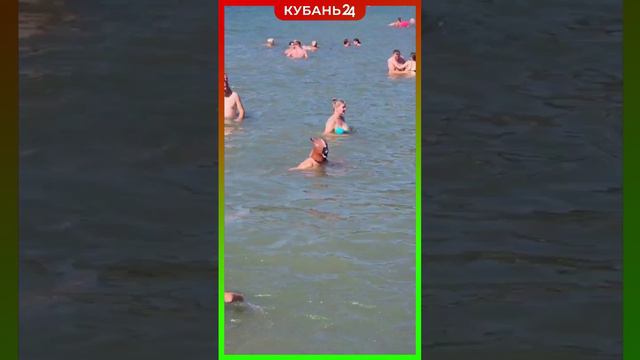 Уникального морского конька запечатлели на черноморском пляже смотреть онлайн