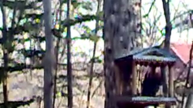 Лесные белки смотреть онлайн