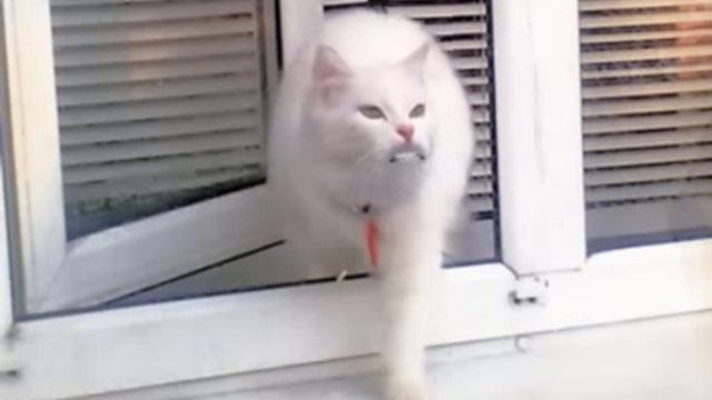 Котопёс смотреть онлайн