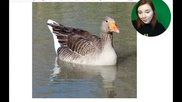 Практический марафон: 25 задание | БИОЛОГИЯ ЕГЭ | Лина Клевер смотреть онлайн