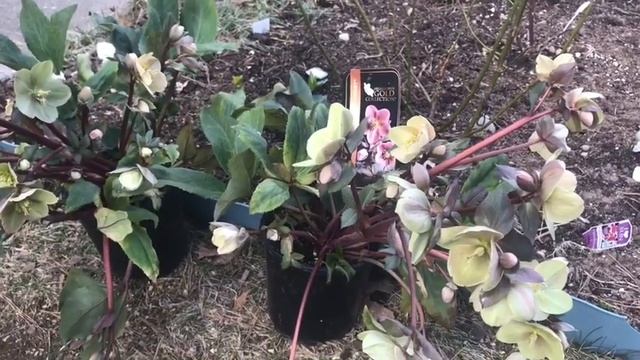 ?цветут мои рождественский?обзор моих посылок с розами ??морозниками???и гортензиями?март20г смотреть онлайн