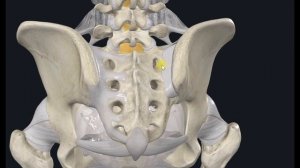 Крестцово-подвздошный сустав (art.sacroiliaca) 3D Анатомия