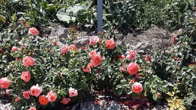 Плетистая роза Наранга - это шедевр. Питомник роз Полины Козловой rozarium.biz, смотреть онлайн