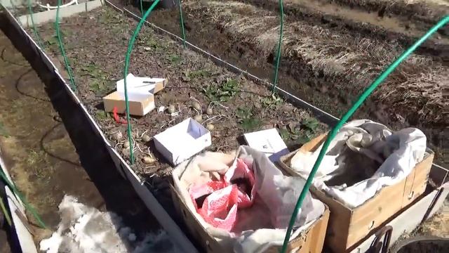Второй приезд на дачу в 2018г, посадка картофеля на рассаду. смотреть онлайн